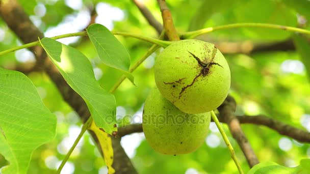 Frutas de nozes ricas Agarrem-se ao ramo das árvores. Nozes verdes em um ramo de árvore — Vídeo de Stock