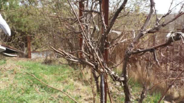 Close up shot of pruning grapevine branches in spring. — Stock Video