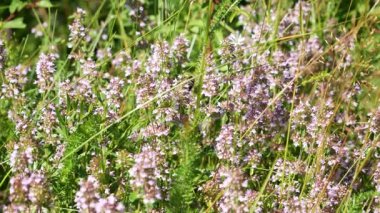 Arılar çayır çiçek üzerinde. Arılar üzerinde mor çiçekler kaynıyor. 