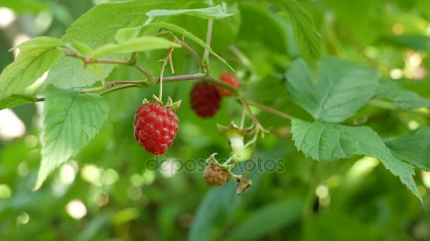 Frambuesa en una rama. La rama de la frambuesa agitando ligeramente . — Vídeos de Stock