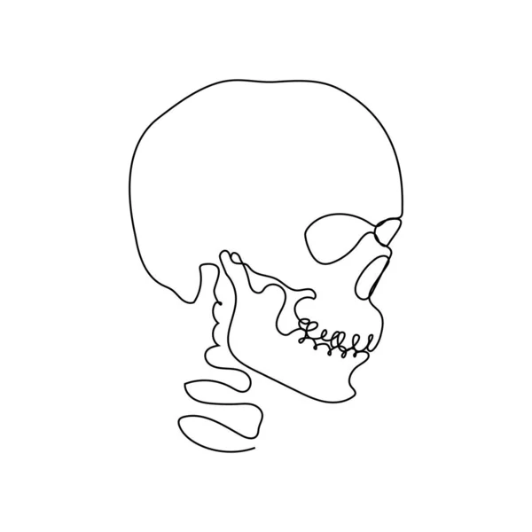 Continuous Thin Line Human Skull Vector Illustration Minimalist Cranium Sketch — Stock Vector