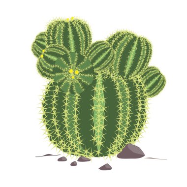 Echinocactus grusonii vektör. Kaktüs illüstrasyon