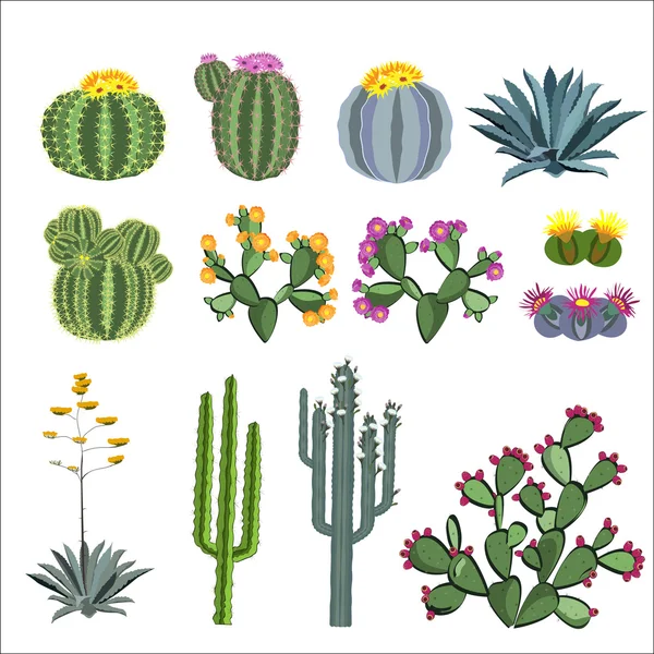 Cactus en succulenten vector set. — Stockvector