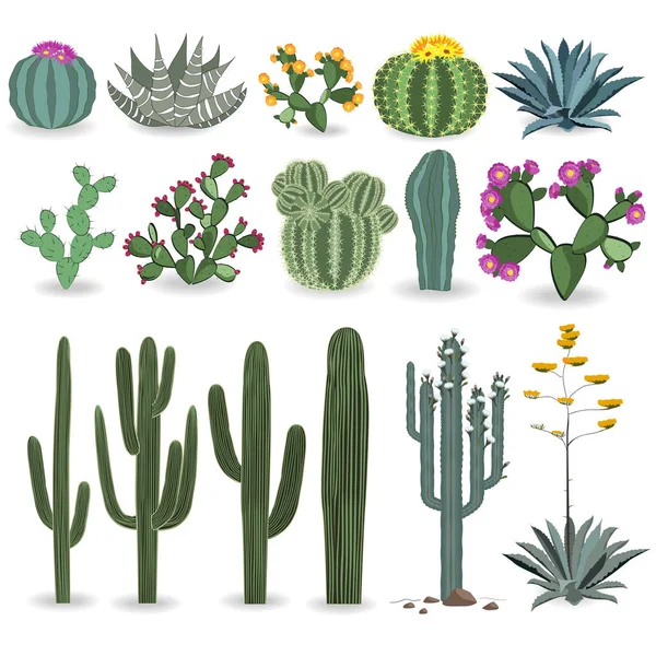 Kaktus und Sukkulenten-Vektorset — Stockvektor