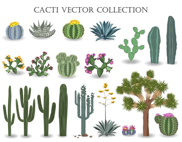 Kaktuszok vektoros gyűjtemény. Saguaro, agave, joshua tree és fügekaktusz. — Stock Vector