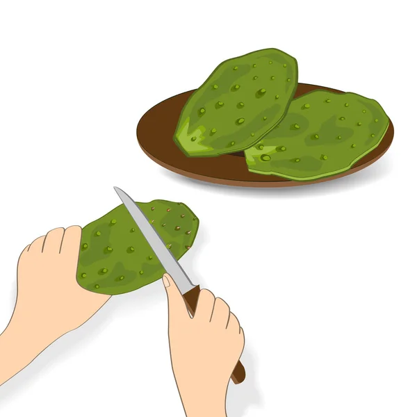Daun kaktus hijau dapat dimakan atau nopales pada latar belakang putih. Ilustrasi vektor gambar tangan - Stok Vektor