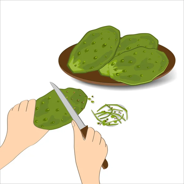 Hojas comestibles de cactus verde o nopales sobre fondo blanco. Ilustración vectorial dibujada a mano — Archivo Imágenes Vectoriales