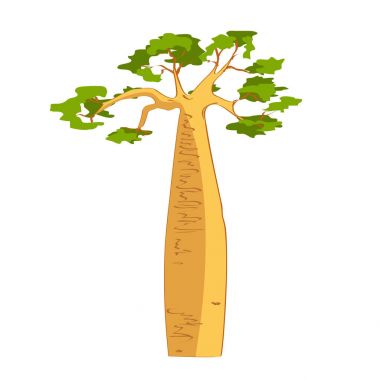 Güzel Baobab ağacı siluet. Baobab grandidieri. Madagaskar flora