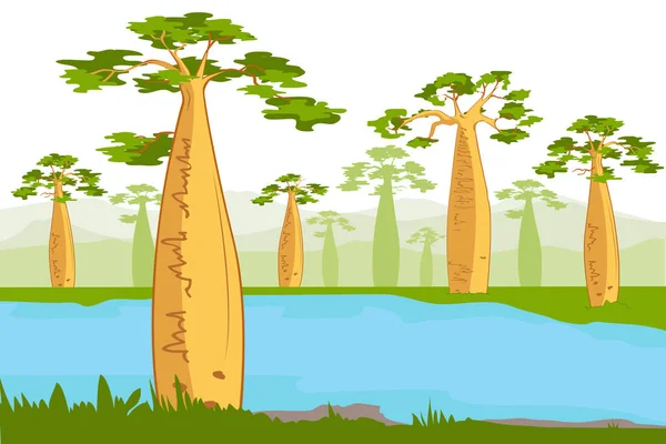 Baobás no rio. Lindas silhuetas de árvores Baobab. Adansonia grandidieri. Madagáscar flora — Vetor de Stock