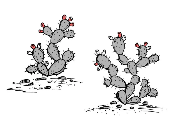Fikonkaktus vektor skiss. Prickly pear cactus med mogna frukter. — Stock vektor