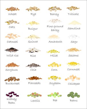 Çeşitli tahıl ve tahıl. Buğday, arpa, yulaf, çavdar, buğday, amaranth, pirinç, darı, sorgum, quinoa, chia tohumu, yulaf ezmesi, baklagiller. İzole vektör