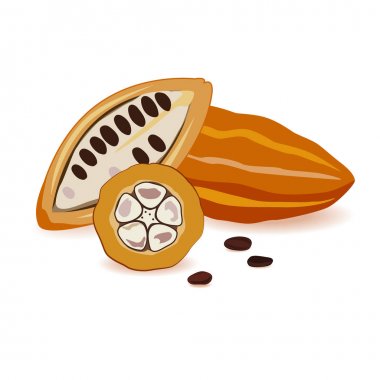 Kakao çekirdeği vektör. Olgun kakao bakla tekne için hazır