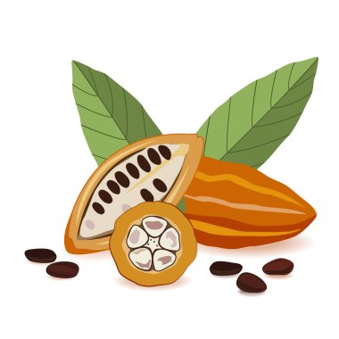 Kakao meyve, ham kakao çekirdekleri ile yaprakları, beyaz zemin üzerine kakao pod