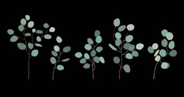 El gümüş dolar okaliptüs öğeler boyalı. Yuvarlak çiçek illüstrasyon yaprakları ve dalları üzerinde siyah arka plan izole. Tasarımı ve Tekstil için.