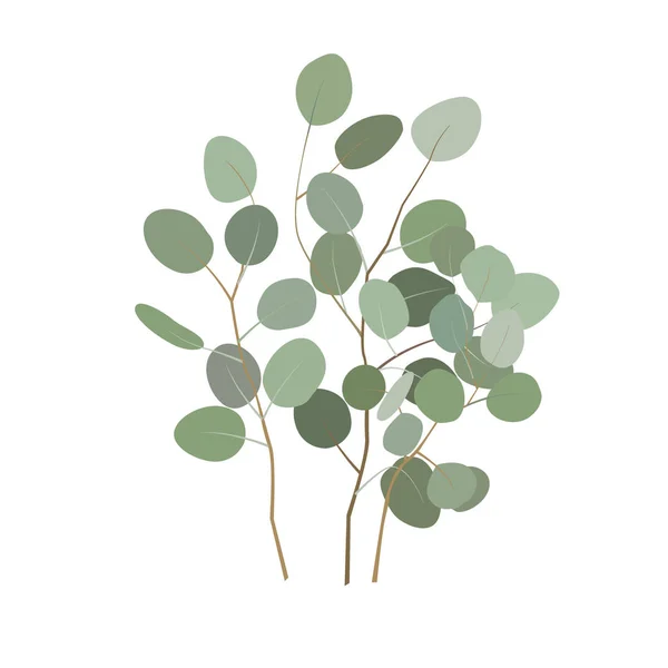 Wektor eukaliptusa oddziałów lub bukiet. Ręcznie malowane elementy eukaliptusa na białym tle. — Wektor stockowy