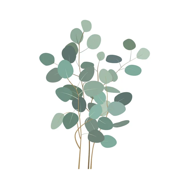 Vektor Eukalyptuszweige oder Strauß. handbemalte Eukalyptus-Elemente isoliert auf weißem Hintergrund. — Stockvektor
