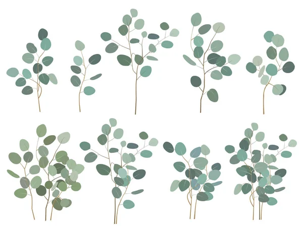 Handbemalte Silber-Dollar-Eukalyptus-Elemente, Zweige und Sträuße, isoliert auf weißem Hintergrund. Vektorsatz — Stockvektor