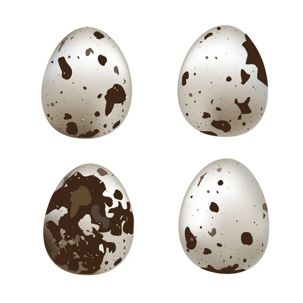 Huevos aislados de codorniz. Conjunto vectorial de huevos de codorniz aislados sobre fondo blanco . — Archivo Imágenes Vectoriales