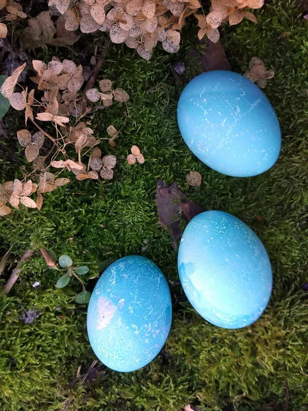 Oeufs de Pâques bleus couchés sur la mousse. Le concept de coloration des œufs avec des moyens naturels ou tout simplement mignon fond de Pâques . — Photo