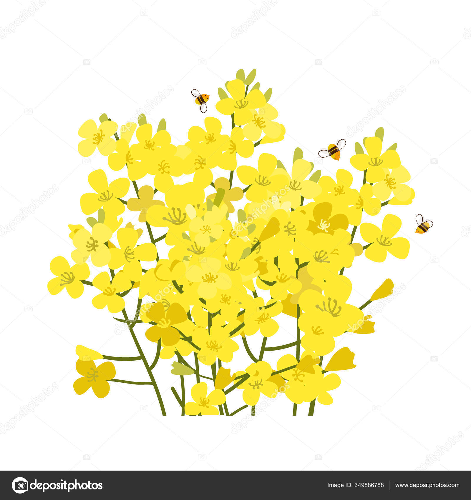 菜の花ストックベクター ロイヤリティフリー菜の花イラスト Depositphotos 菜の花ストックベクター ロイヤリティフリー菜の花イラスト Depositphotos