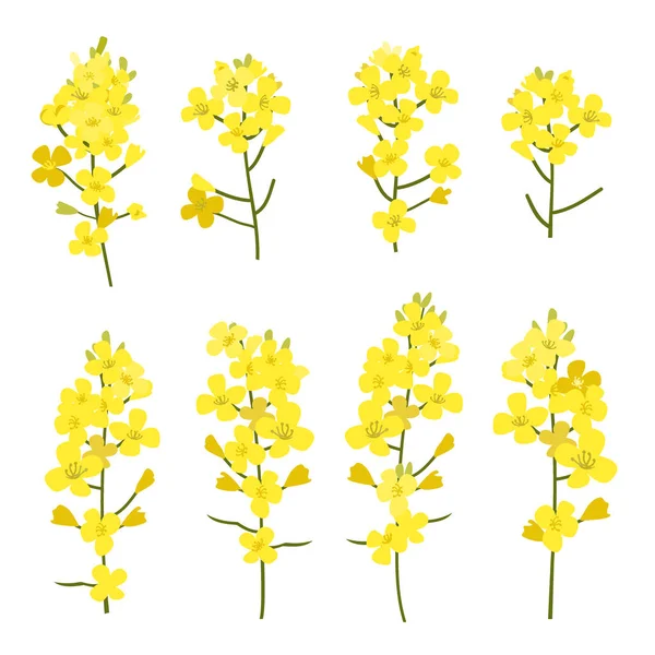 Rapsblüten vereinzelt auf weißem Hintergrund. Gestaltungselemente der Blüte von Brassica napus, Vektorillustration — Stockvektor