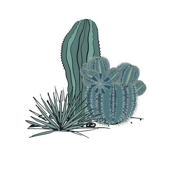 Kaktusz és agávé csoportokból álló dekoratív összetétel. Vektor illusztráció elszigetelt fehér háttér — Stock Vector