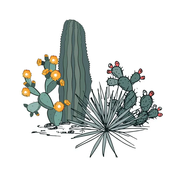 Decorative composition composed of groups of cacti, prickly pear, and yucca. Vector illustration isolated on white background. — Stock Vector