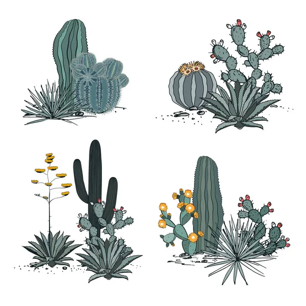 Decorative compositions composed of groups of cacti, blooming prickly pear, agaves, and yucca. Vector set illustration isolated on white background. — Stock Vector