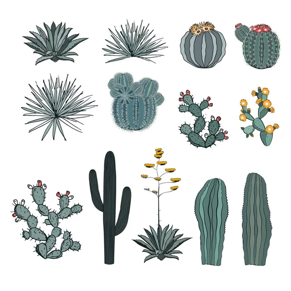 Set saguaro cactus, bloeiende cactussen, stekelige peer, agaves en yucca. Vectorverzameling geïsoleerd op witte achtergrond. — Stockvector