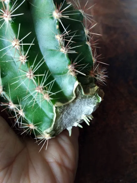 Cactus cortando con un cuchillo y echando raíces en el aire antes de plantar en la maceta. Foto de propagación de cactus, formación callosa en el trozo de cactus — Foto de Stock