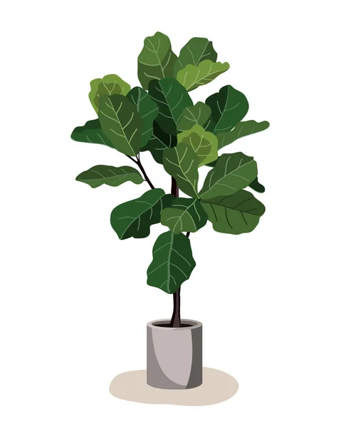 Hermoso árbol de hojas de violín en maceta de cerámica sobre fondo blanco. Ficus Lyrata vector ilustración. Elegante elemento de diseño de planta de interior para habitación interior moderna — Archivo Imágenes Vectoriales