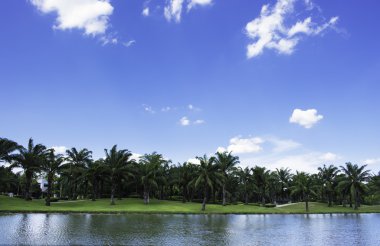 yeşil park ve mavi gökyüzü