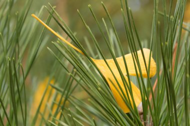 Ginkgo yaprağı sarı renkte