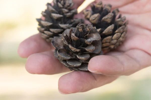 Drown pine-cones in the hand — Stock Photo, Image