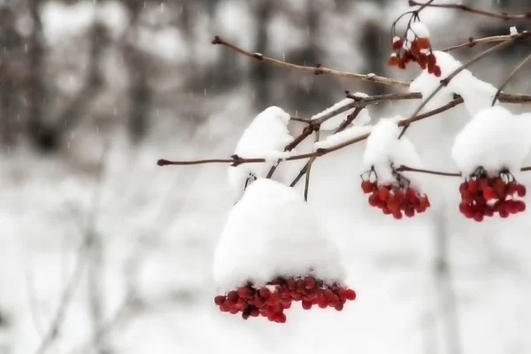 Rote Vogelbeersträuße im Schnee im Winter — Stockfoto