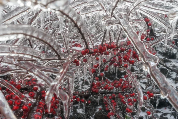 Zweige des Busches und rote Beeren im Eis — Stockfoto