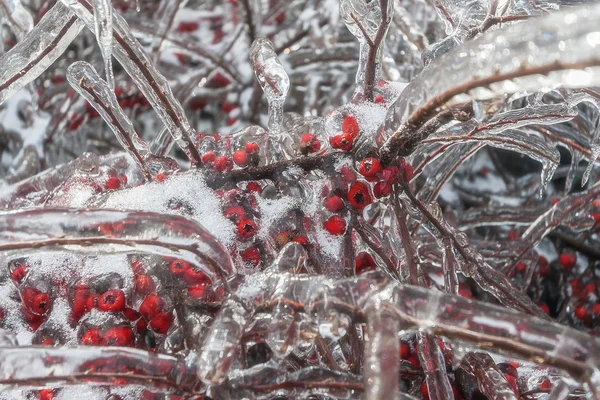 Ramos do arbusto e bagas vermelhas no gelo — Fotografia de Stock