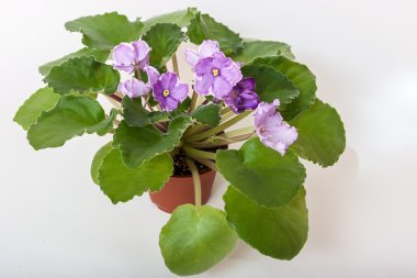 Menekse çeşitleri Sonata-posta N.Solodkaya güzel ışık mor çiçekler ile.