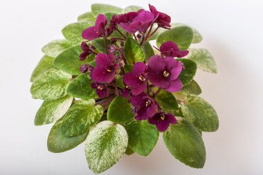 Menekse çeşitleri neşeli Jubilee H.Pittman. Güzel büyük bordo çiçekleri bir houseplant süslüyor.