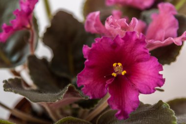 Menekse çeşitleri Le - Rubin Babür E.Lebetskaya güzel kırmızı çiçekli. Yakın çekim.