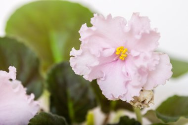 Menekse çeşitleri kutsal saflık S. Farbitnik güzel hafif pembe çiçekli. Yakın çekim.