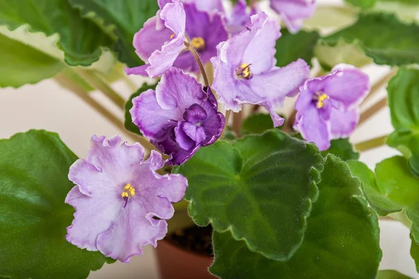 非洲品种奏鸣曲邮件 N.Solodkaya 淡紫色美丽的鲜花。特写. — 图库照片