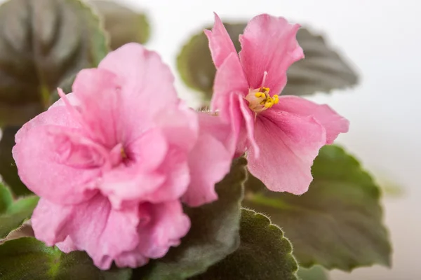 圣保利亚品种 Ja-kat沙 n. puminova 与美丽的粉红色花朵。特写. — 图库照片