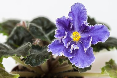 Menekse çeşitleri Rs - Firebird Repkina güzel mor çiçekler ile. Yakın çekim.