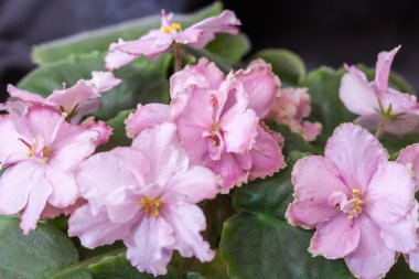 Menekse çeşitleri Le mermer çiçek Lebetskaya güzel pembe çiçekli. Siyah arka plan.