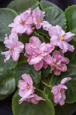Menekse çeşitleri Le mermer çiçek Lebetskaya güzel pembe çiçekli.