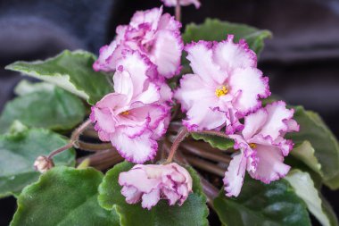 Menekse çeşitleri Jan-Minuet Puminova güzel beyaz pembe çiçekli. Siyah arka plan.