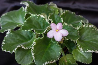 Menekse çeşitleri Vm-kırmızı yanakları akşam-Maydanyuk ile güzel beyaz çiçekler pembe.