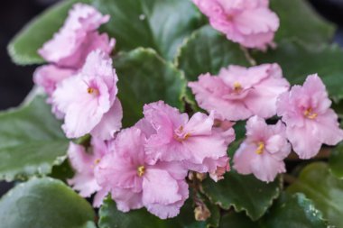 Menekse Nl-şifon elbise vahşi güzel pembe çiçekli çeşitleri. Siyah arka plan.