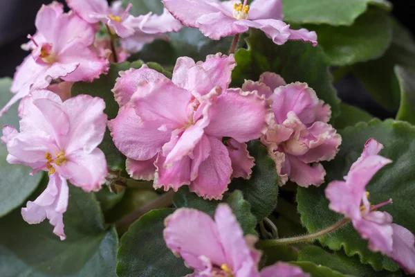 圣保利亚品种乐大理石花莱贝特斯卡娅与美丽的粉红色花。黑色背景. — 图库照片